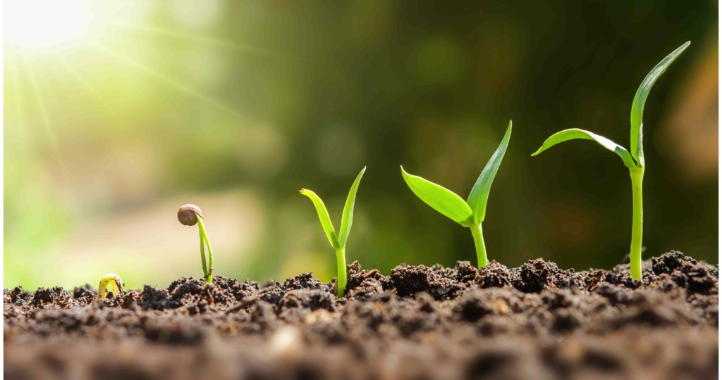 seedlings growing in soil at different stages