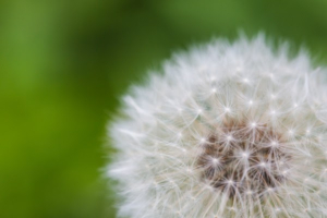 close up dandelion