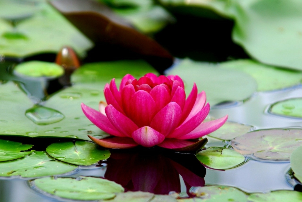 lotus in pond