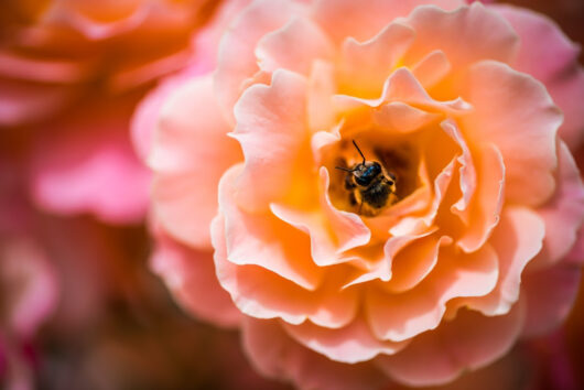 close up of blooming flower