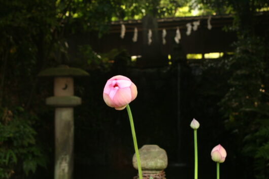 flower in Japan