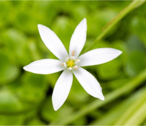 Close up of Star of Bethlehem flower used in Bach flower essence Rescue Remedy