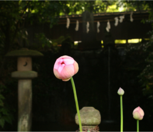 Closed bud of a flower in a Japanese garden