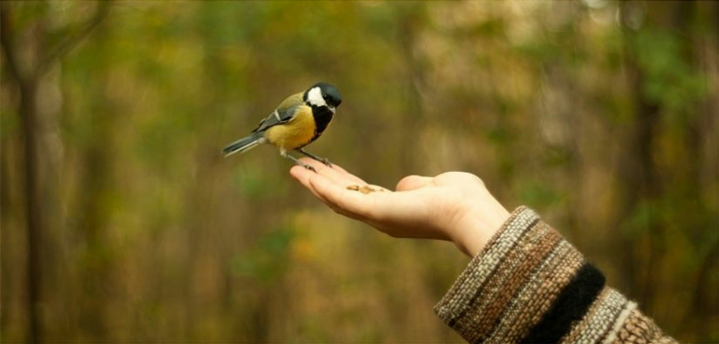 Close up of bird perched on outstretched arm